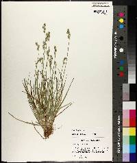 Carex longii image