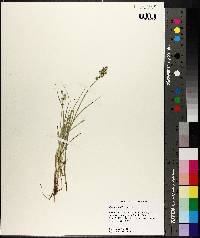 Carex longii image