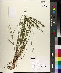 Carex longii image