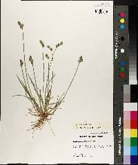 Carex longii image