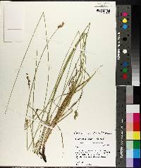 Carex molestiformis image