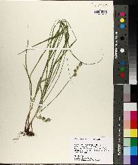 Carex reniformis image