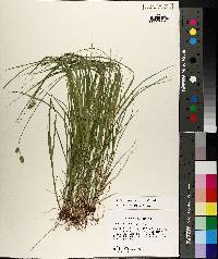 Carex reniformis image