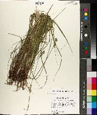 Carex reniformis image