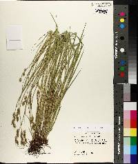 Carex reniformis image