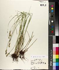 Carex reniformis image