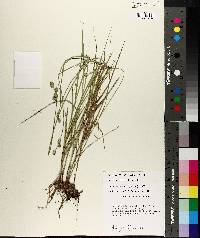 Carex reniformis image