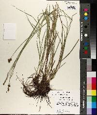 Carex reniformis image