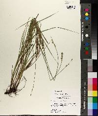 Carex reniformis image