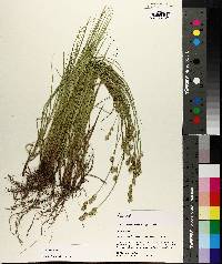 Carex reniformis image