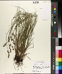 Carex reniformis image