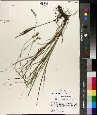 Carex reniformis image