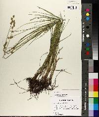 Carex reniformis image