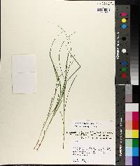 Carex reniformis image