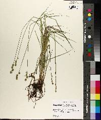 Carex reniformis image