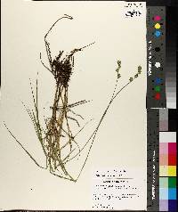 Carex reniformis image