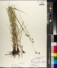 Carex reniformis image