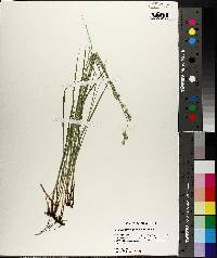 Carex reniformis image