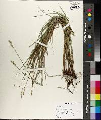 Carex reniformis image