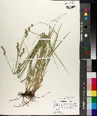 Carex reniformis image