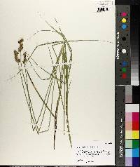 Carex reniformis image