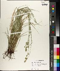 Carex reniformis image