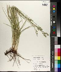 Carex reniformis image