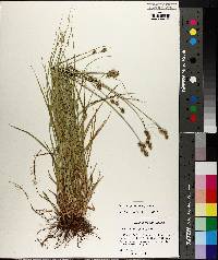 Carex reniformis image