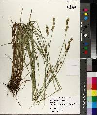 Carex reniformis image