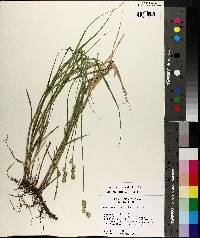 Carex reniformis image