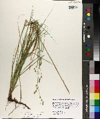 Carex reniformis image