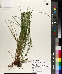 Carex reniformis image