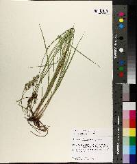 Carex reniformis image