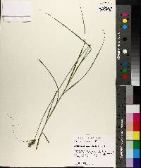 Carex reniformis image