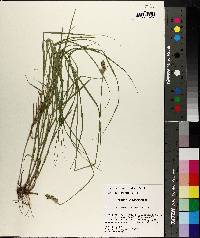 Carex reniformis image