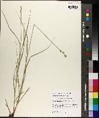 Carex reniformis image