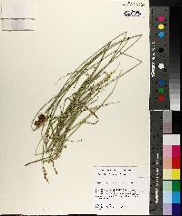 Carex reniformis image