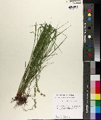 Carex reniformis image