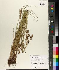 Carex reniformis image