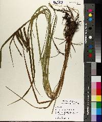 Carex crinita var. brevicrinis image