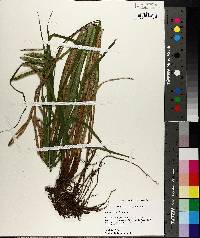 Carex crinita var. brevicrinis image