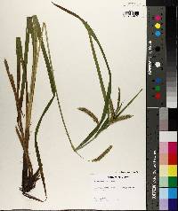 Carex crinita var. brevicrinis image