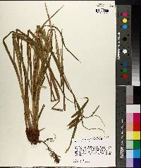 Carex crinita var. brevicrinis image