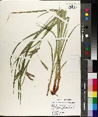 Carex crinita var. brevicrinis image