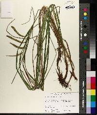 Carex mitchelliana image