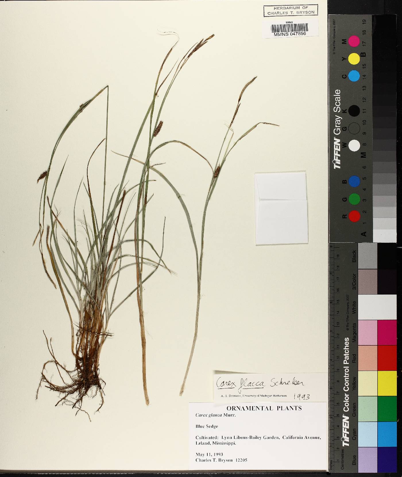 Carex flacca image