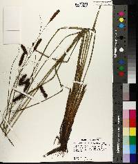 Carex glaucescens image