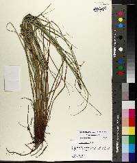 Carex glaucescens image