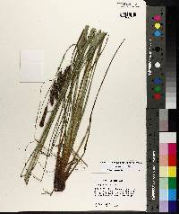 Carex glaucescens image