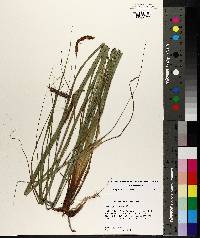 Carex glaucescens image